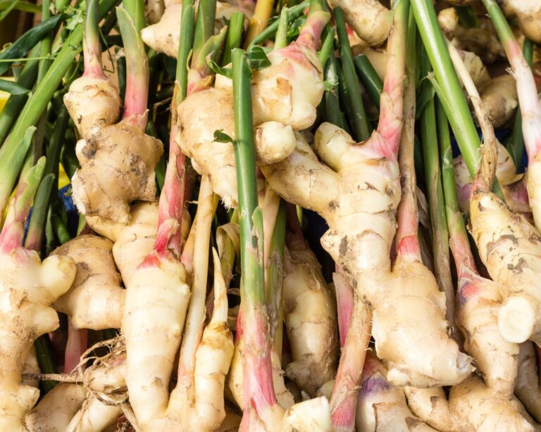 【野菜のプロ監修】「新生姜」の保存方法は？正しい方法を知りおいしく使いきろう！