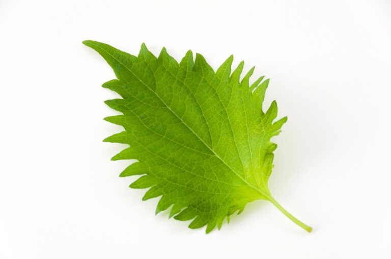 【野菜のプロ監修】「大葉」の保存方法は？正しい方法を知りおいしく使い切ろう！