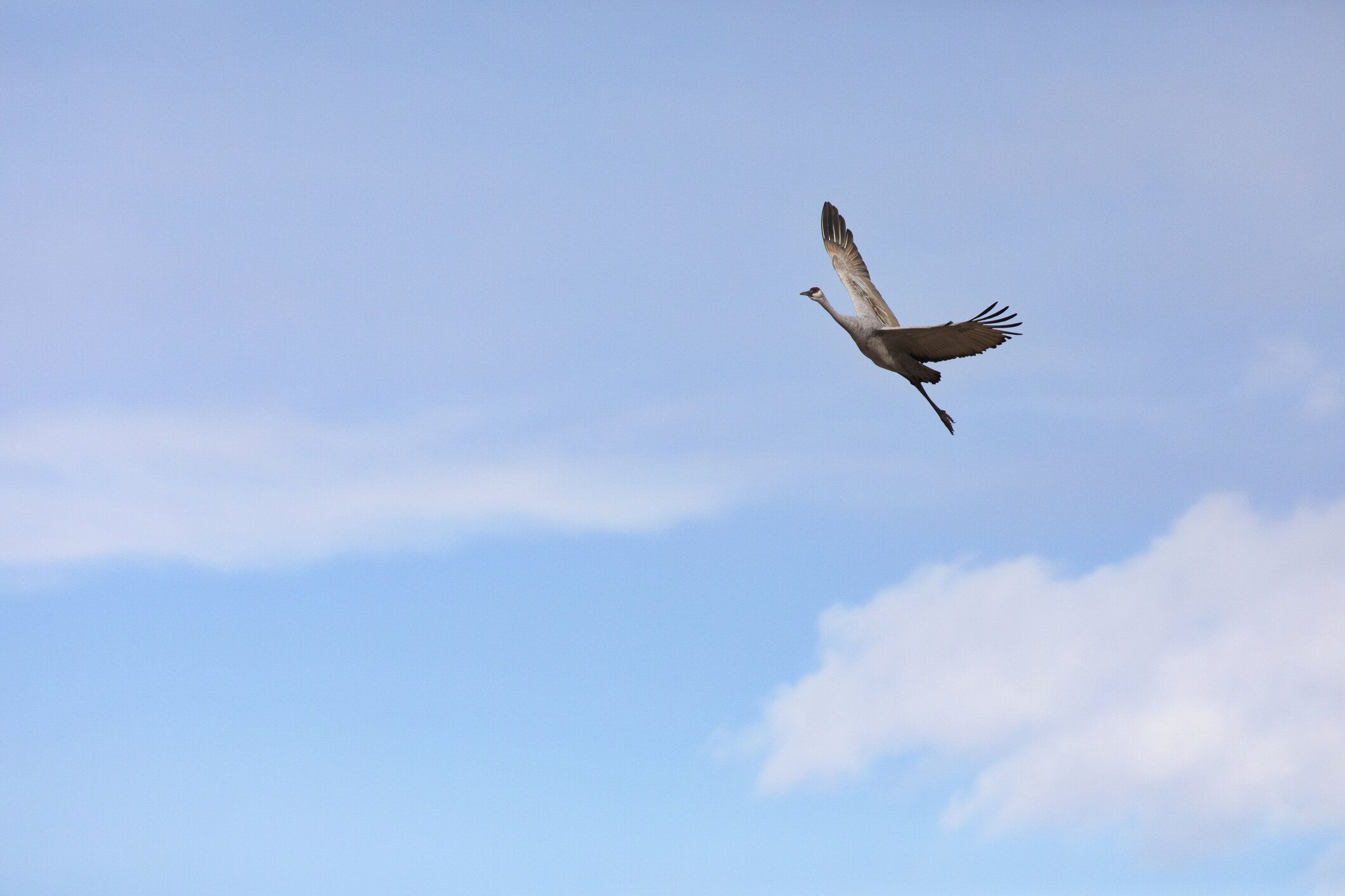 青空の優雅なダンサーはシングル、細いサンドヒルクレーンです