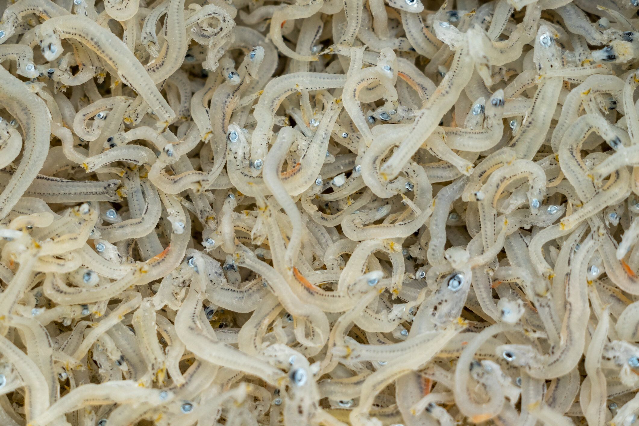 乾燥した若いイワシをクローズアップ