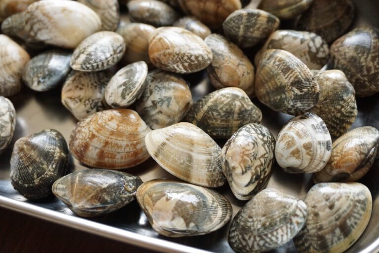 あさりの砂抜き＆保存テク、失敗しない方法をプロが解説｜簡単レシピも併せて紹介