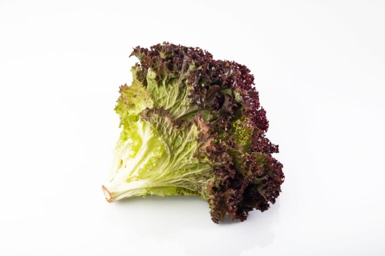 【野菜のプロ監修】「サニーレタス」の保存方法は？正しい方法を知りおいしく使い切ろう！