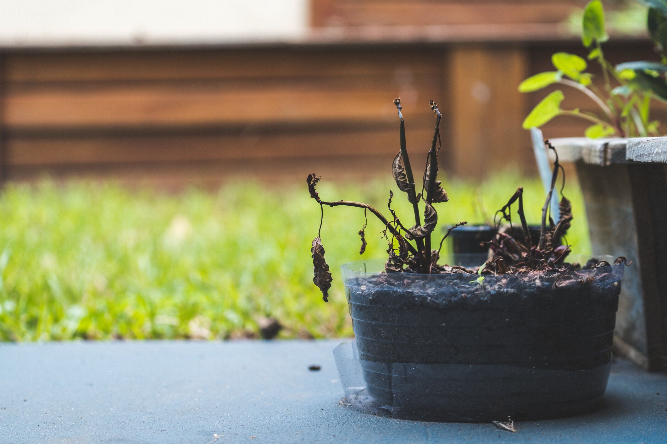 草と木の背景を持つコンクリートに鍋に死んだ植物