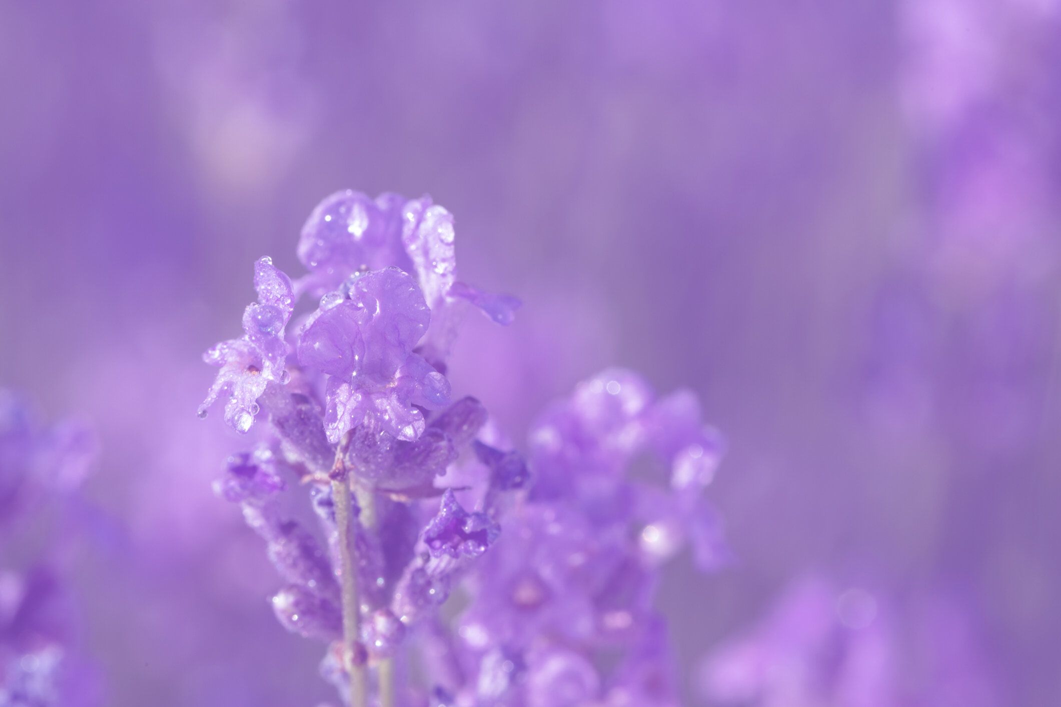 フィールド上のラベンダーの花。
