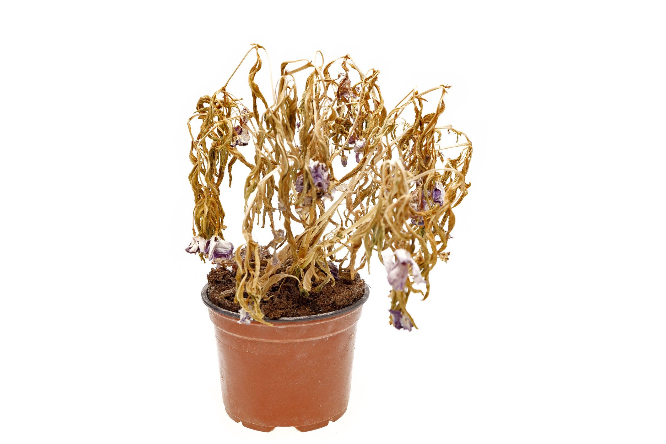 ポットに死んだ青い花