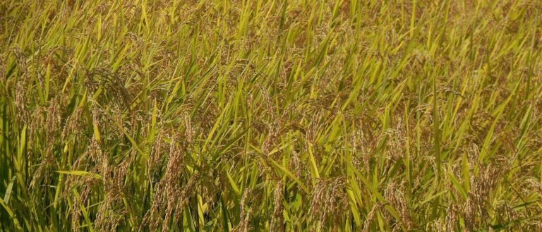 新米の季節を満喫したい！岩手が誇る”金銀のお米”を食べ比べ