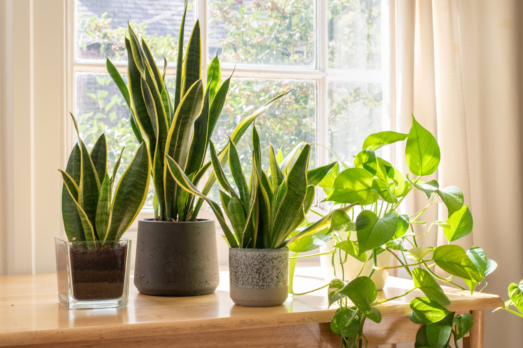 美しい新しいフラットやアパートの中に鉢植えのヘビの植物。
