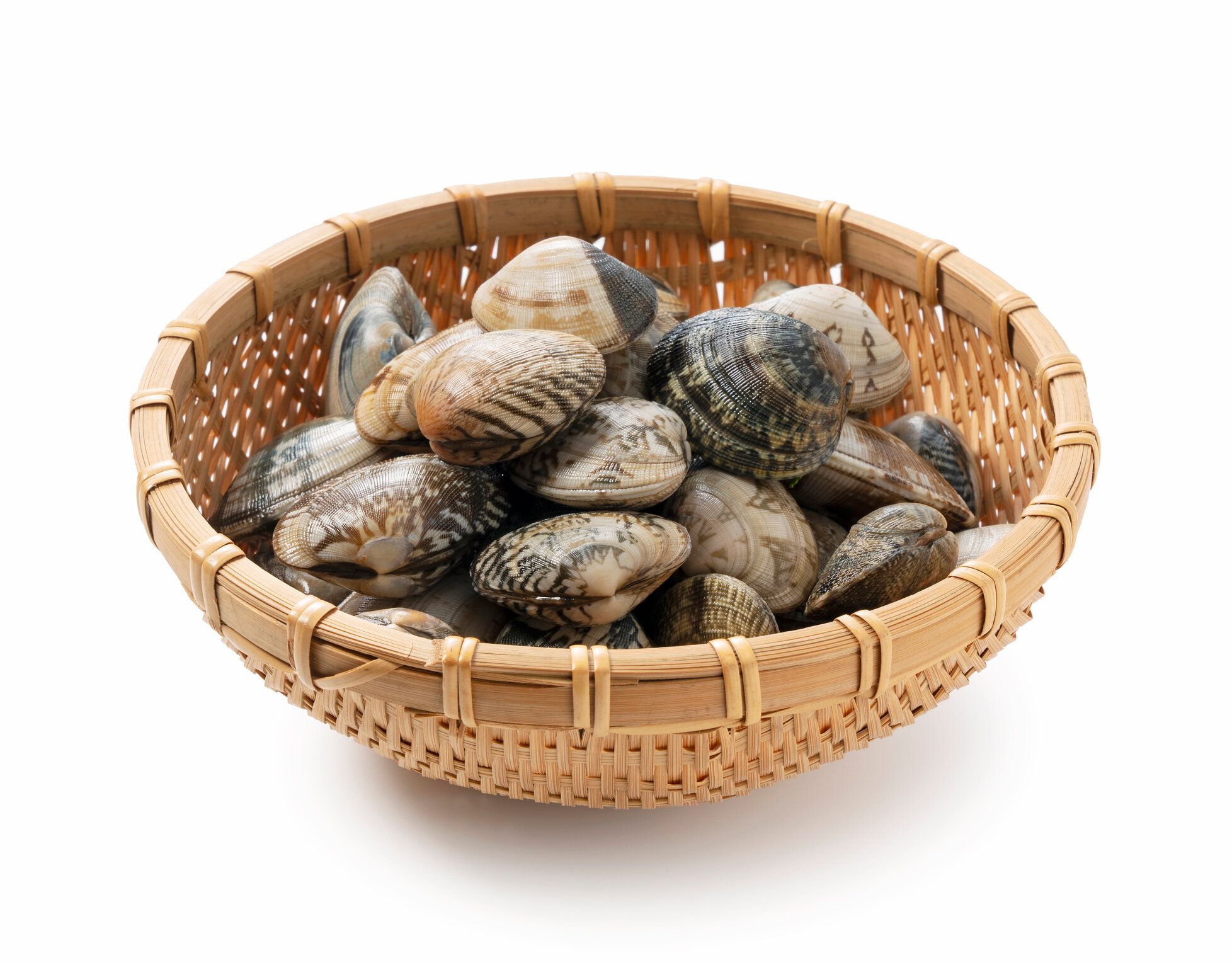 白い背景にヒノキの葉の上にアサリ。