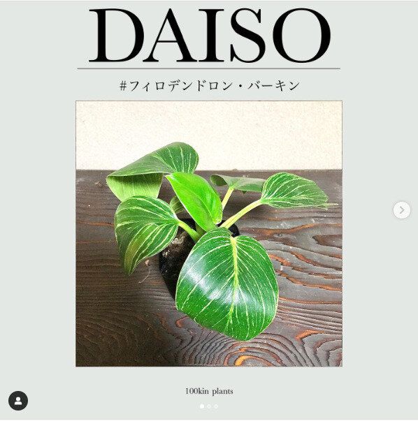 【ダイソー】観葉植物人気が絶頂！愛好家も要チェックしているダイソー植物たち