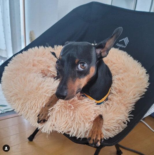 【ワークマン】たき火やバーベキューで大活躍！