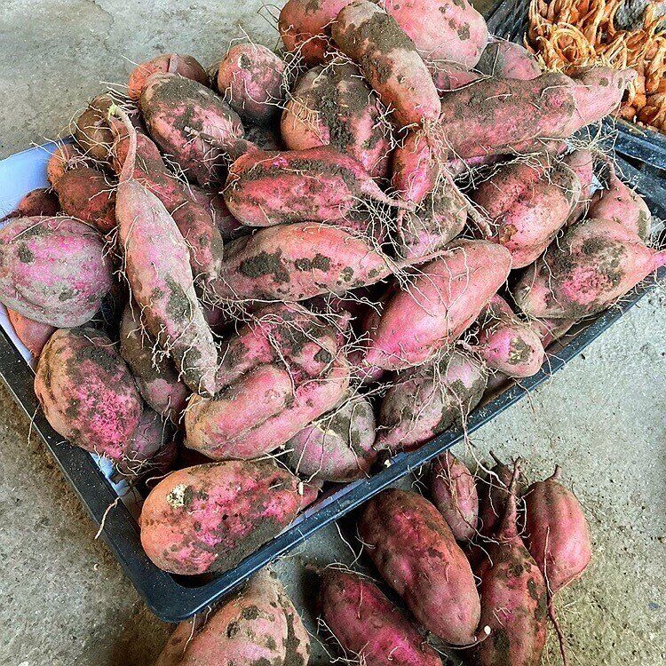 【旬食材さつまいも】フライパン一つで簡単にできる「ホクホクふかし芋」の作り方とおいしい使い回し方