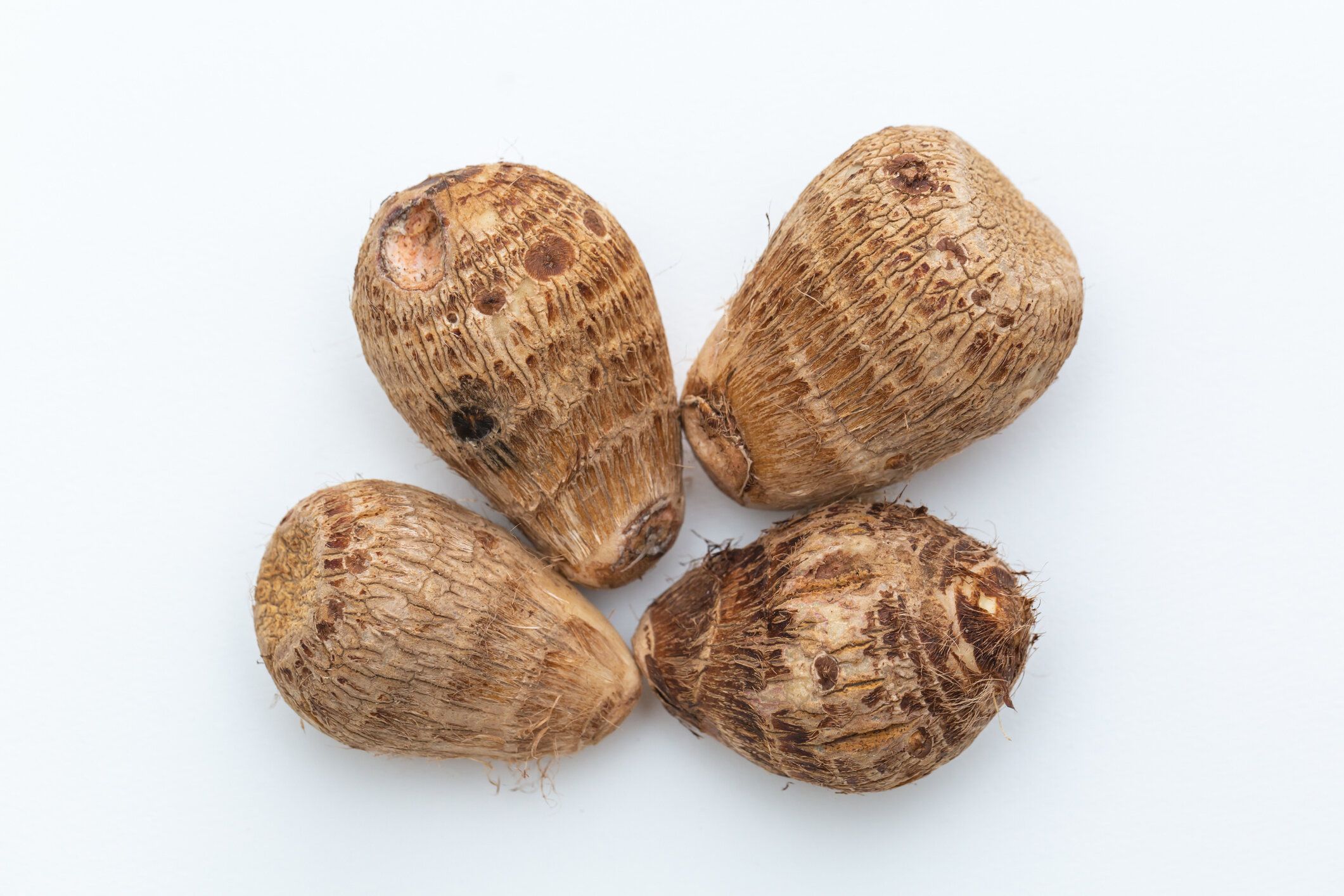 エドエ(サトイモ)