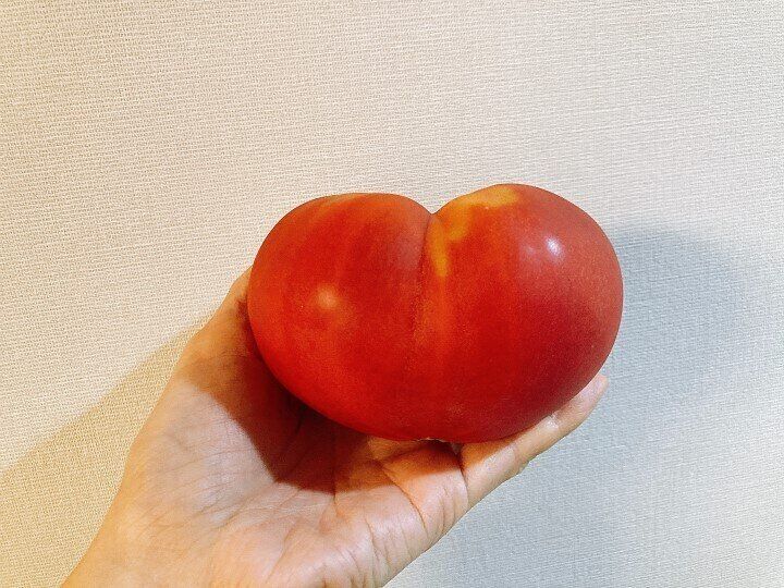 ヴィーガンは本当に正義なの？ズボラエコ主婦の考えを語ります