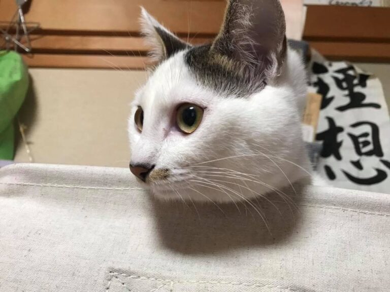 【2023年の目標】自分らしく暮らしたい！そんな私の今年の漢字はこれに決定