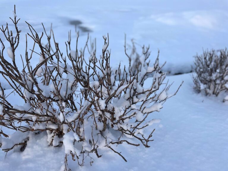 【雪国暮らし1年目】これってまさか「冬季うつ」なのかも…30代主婦が初めての冬を越して感じた不調