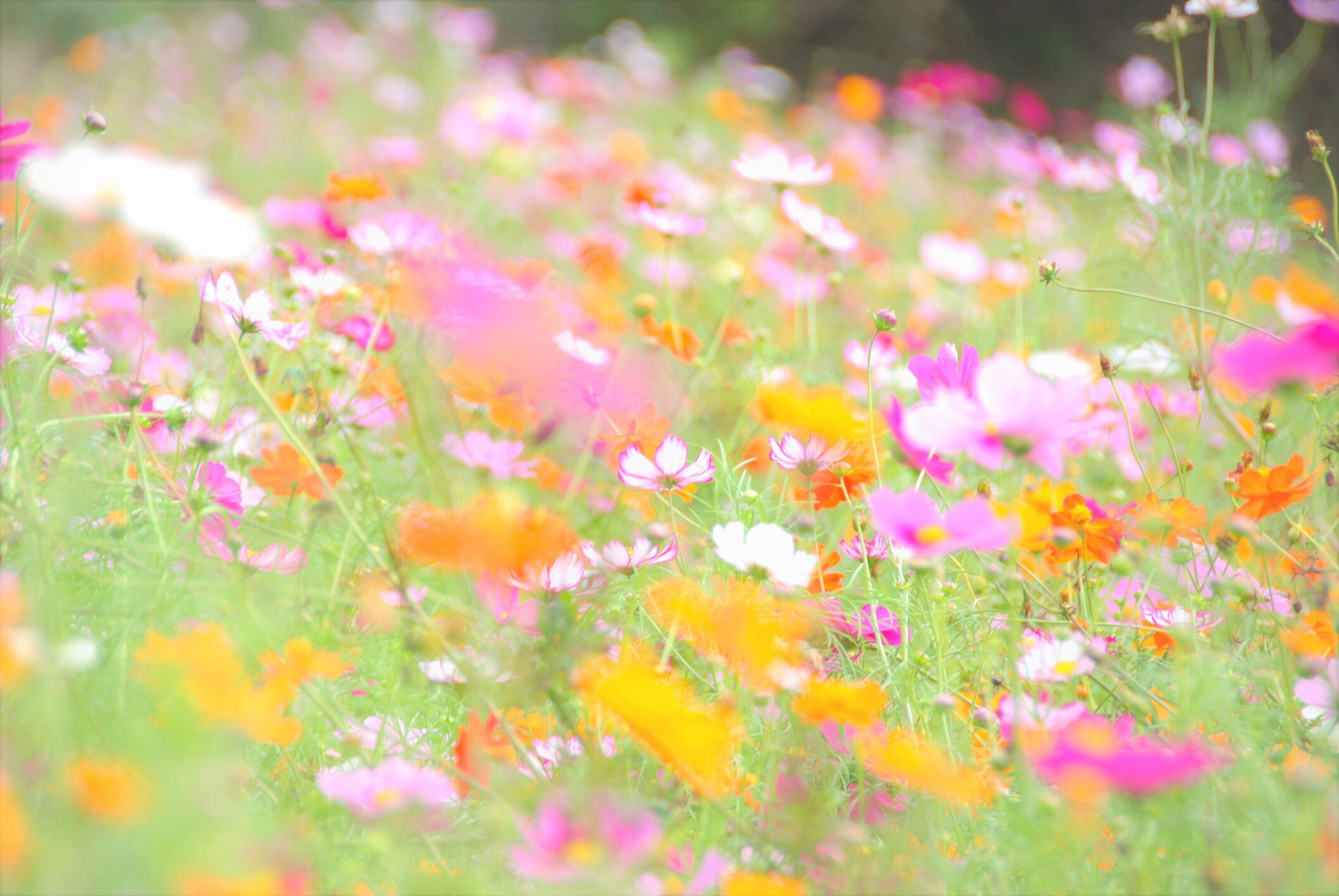 コスモス」フィールド