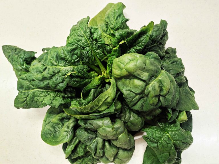 【この時季だけのごちそう♪】5分で完成！『ちぢみほうれん草』の美味しさを堪能出来る煮びたしの作り方