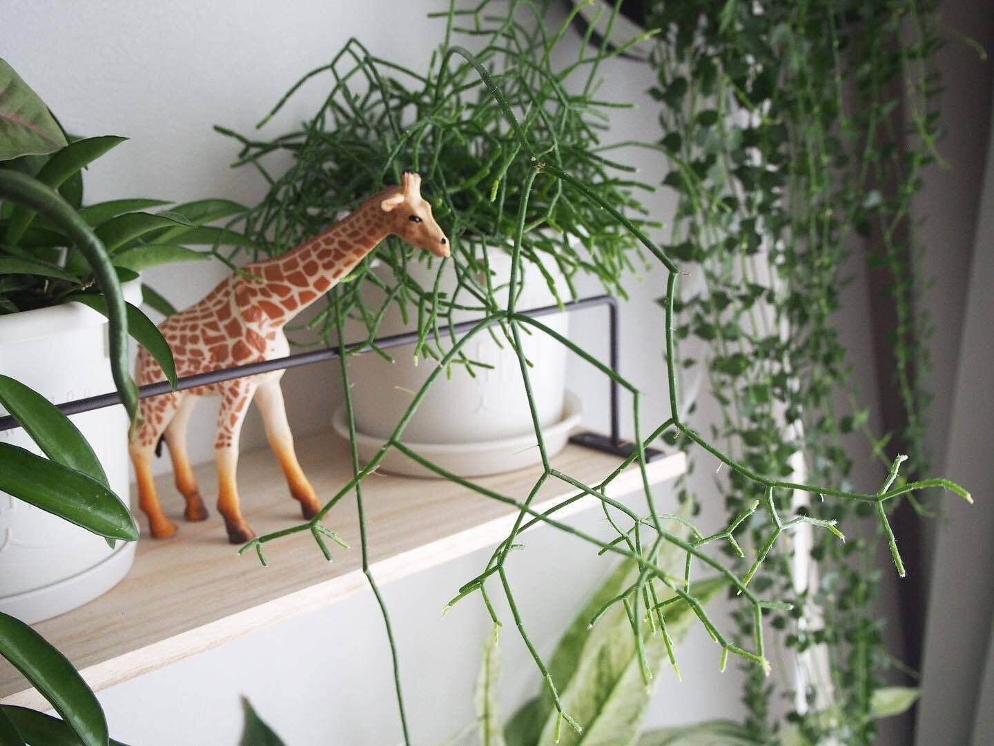 【セリア】アイアンバーは飾り棚のカバーとしても使える！