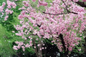 ソメイヨシノだけじゃない！遅咲きの桜を楽しもう！