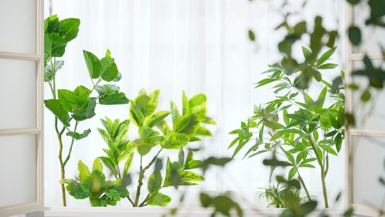 ズボラさん必見！フェイクグリーンでもOK！植物を置いて運気を上げる風水【Dr.コパの風水解説】