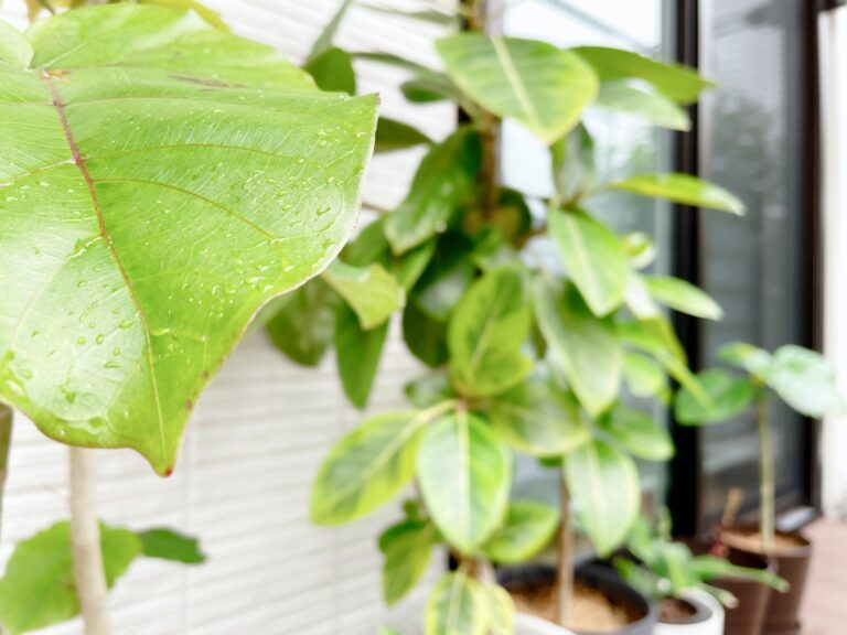 もう枯らさない！インテリアグリーンを育てる3つのコツ