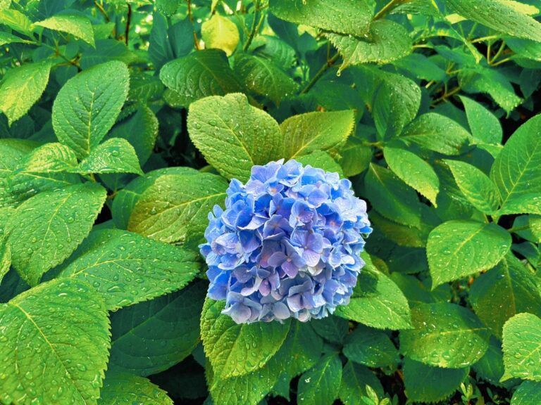 雨のシーズン到来！気象予報士おすすめの傘のお手入れ方法