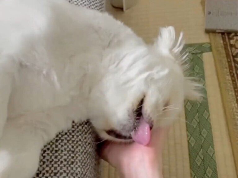飼い主の手にすべてを委ねて眠る犬。安心しきったその表情に1.9万人が癒やされる！