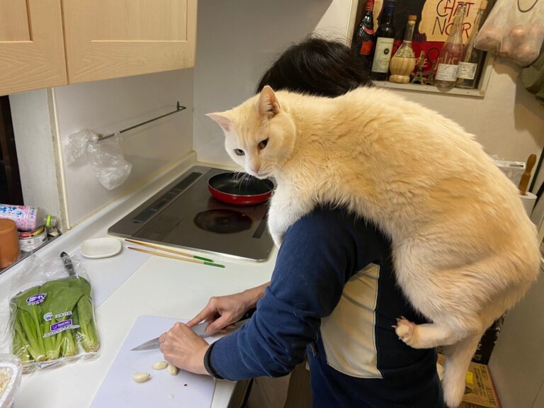 「えっ、そこに乗るの？」飼い主さんが料理中のニャンコの居場所に、2.6万人が大爆笑！