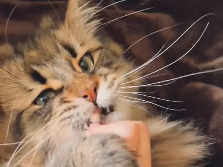 何を見たの？おやつタイムを楽しんでいたはずの猫、突然の豹変ぶりに13.2万件以上のいいね