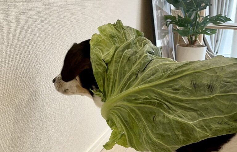 「犬の体が小さいのか？ キャベツが大きいのか？」アチアチの散歩後に葉っぱでクールダウンする姿がかわいい