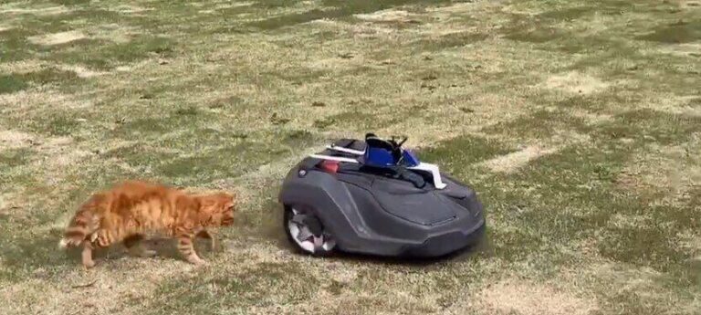 通報「猫と草刈り機が戦っている」その攻防戦に16.1万超の「いいね」が集まる！