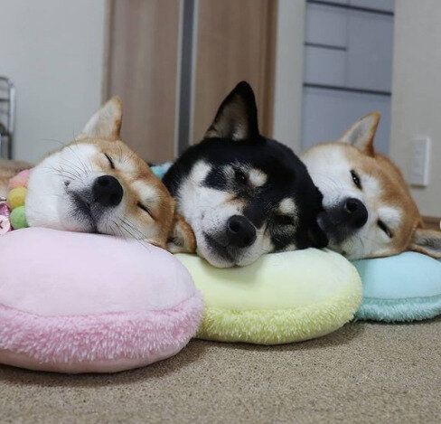 【ダイソー・セリア・キャンドゥ】おすすめの100均クッション・クッションカバー43選！顔をうずめて癒されたりまったりするのにぴったり