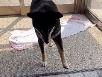 こわがりの犬。数年前の恐怖体験もしっかり警戒して、ソロ～リ歩く姿が賢くてかわいすぎる！