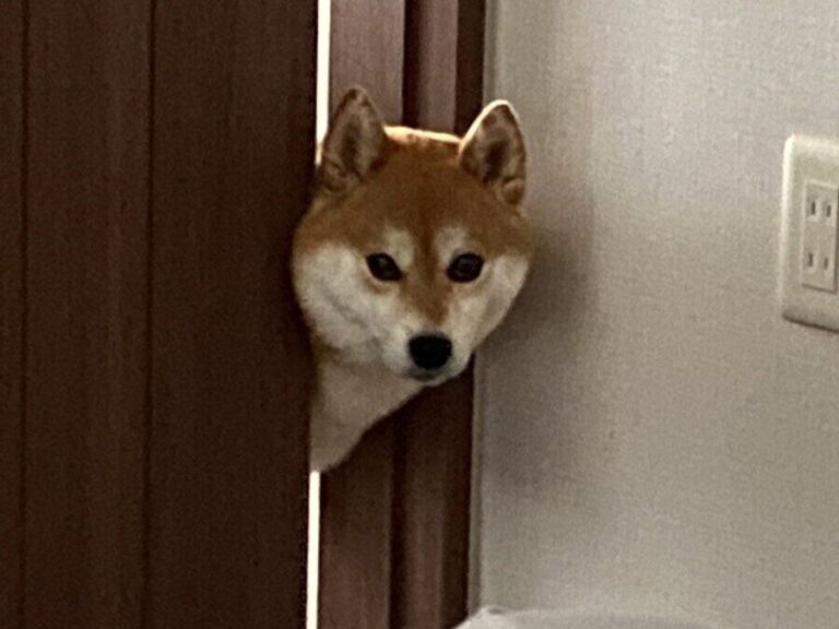 アラームが鳴ったのに起きてこない？飼い主さんの様子を見に来る柴犬さんがかわいすぎて5.8万人がキュン！