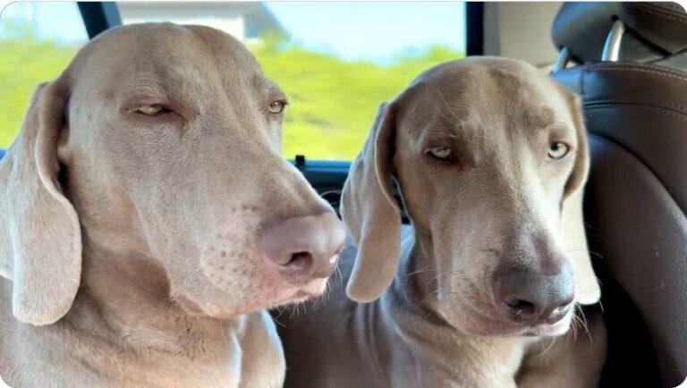 寝落ち寸前！2頭のワイマラナー、揺れる車内で「ガクッ」となりそうな眠気を我慢する姿が健気でかわいい