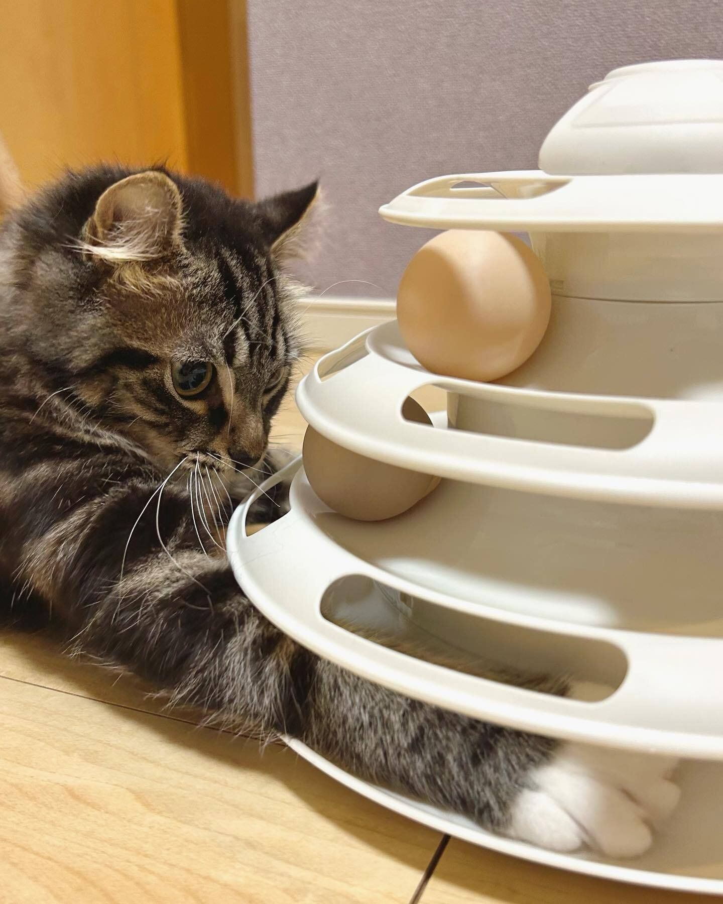 くすみカラーの「キャットボールトイ」