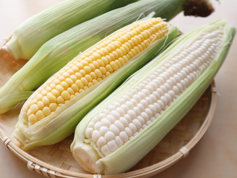「白いとうもろこし」黄色との味のちがいとおすすめの食べ方3選
