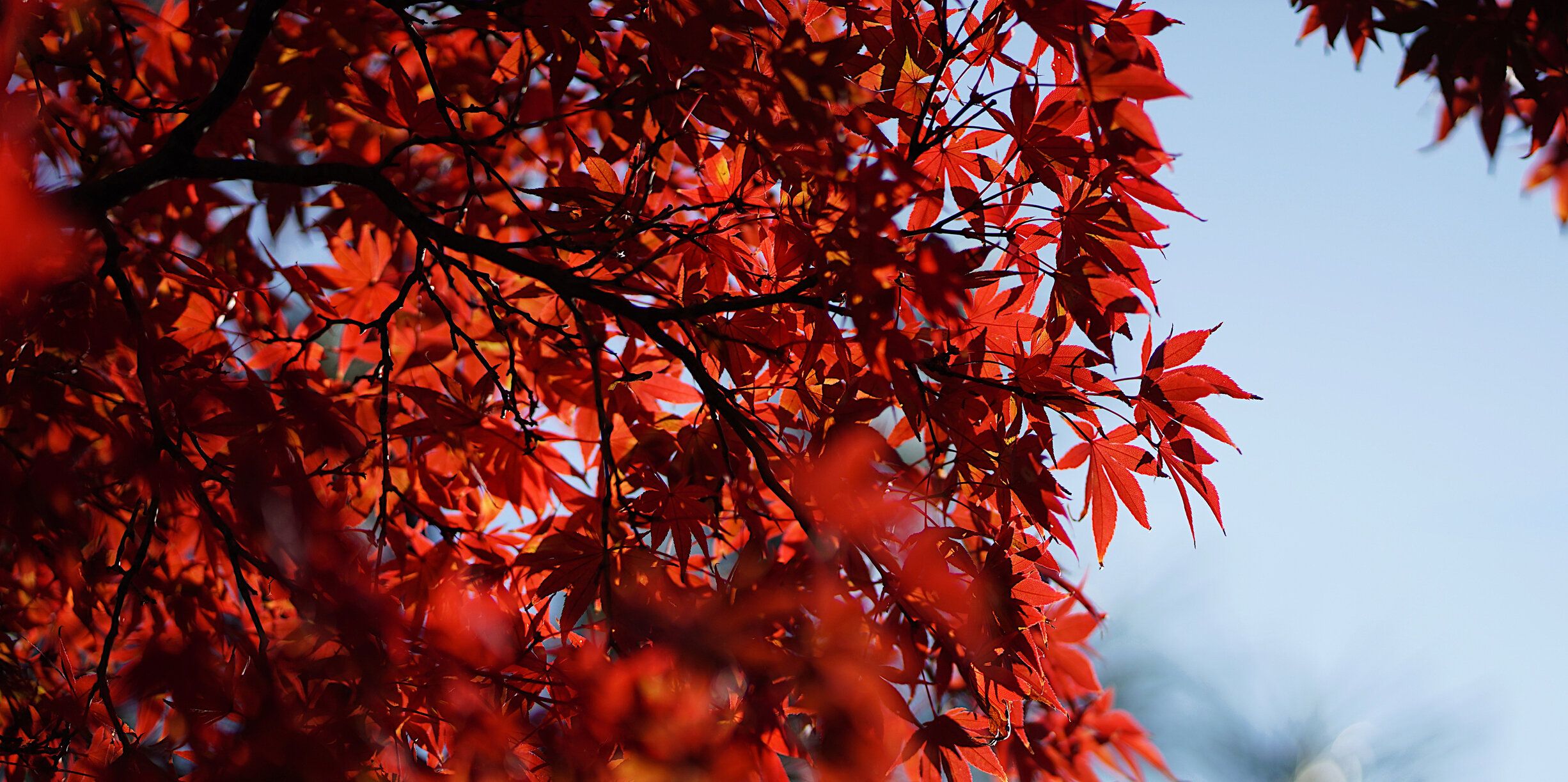 美しい真っ赤なカエデの葉がオータムに。