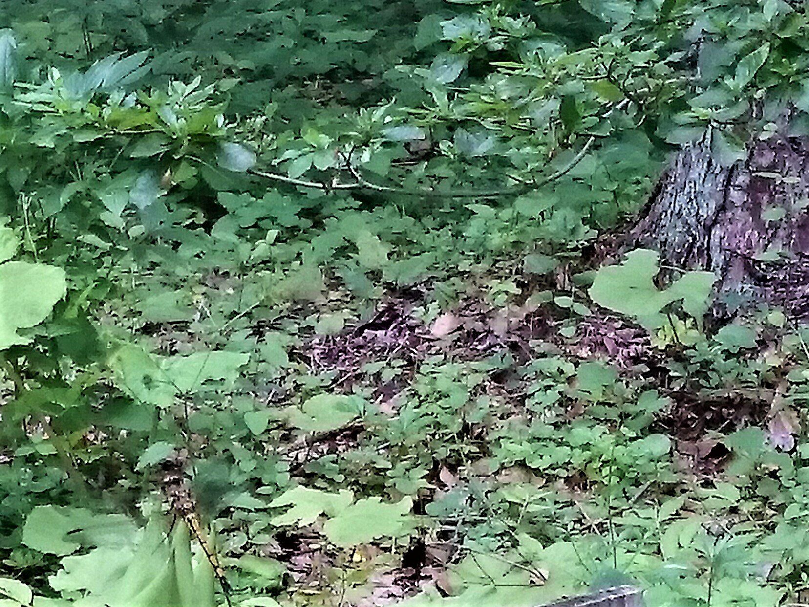 草木が生い茂る地面