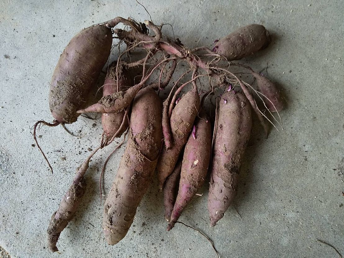 掘り起こされたさつまいも