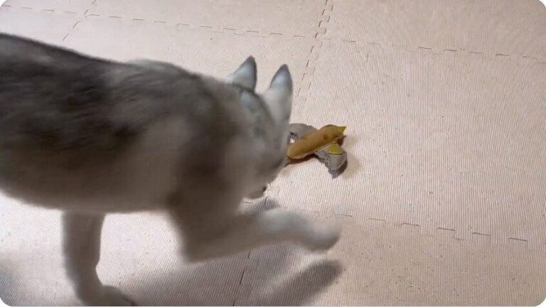 新しいおもちゃをひとりじめするハスキーの子犬！扉から「不穏な気配」を感じて動揺する姿がクスッと笑える