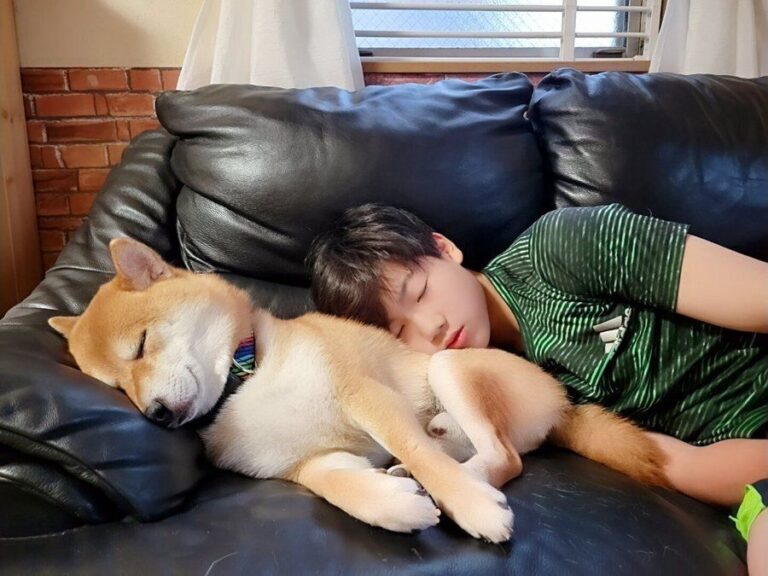 かわいすぎる寝顔に1万人がキュン！寄り添って眠る柴犬さんと息子の姿に「なに、このかわいさ！」「寝顔が似てる」とほっこり