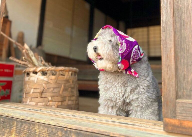 木造住宅にたたずむモフモフのトイ・プードルから「麦茶のむかい？」懐かしい声が聞こえてきそう