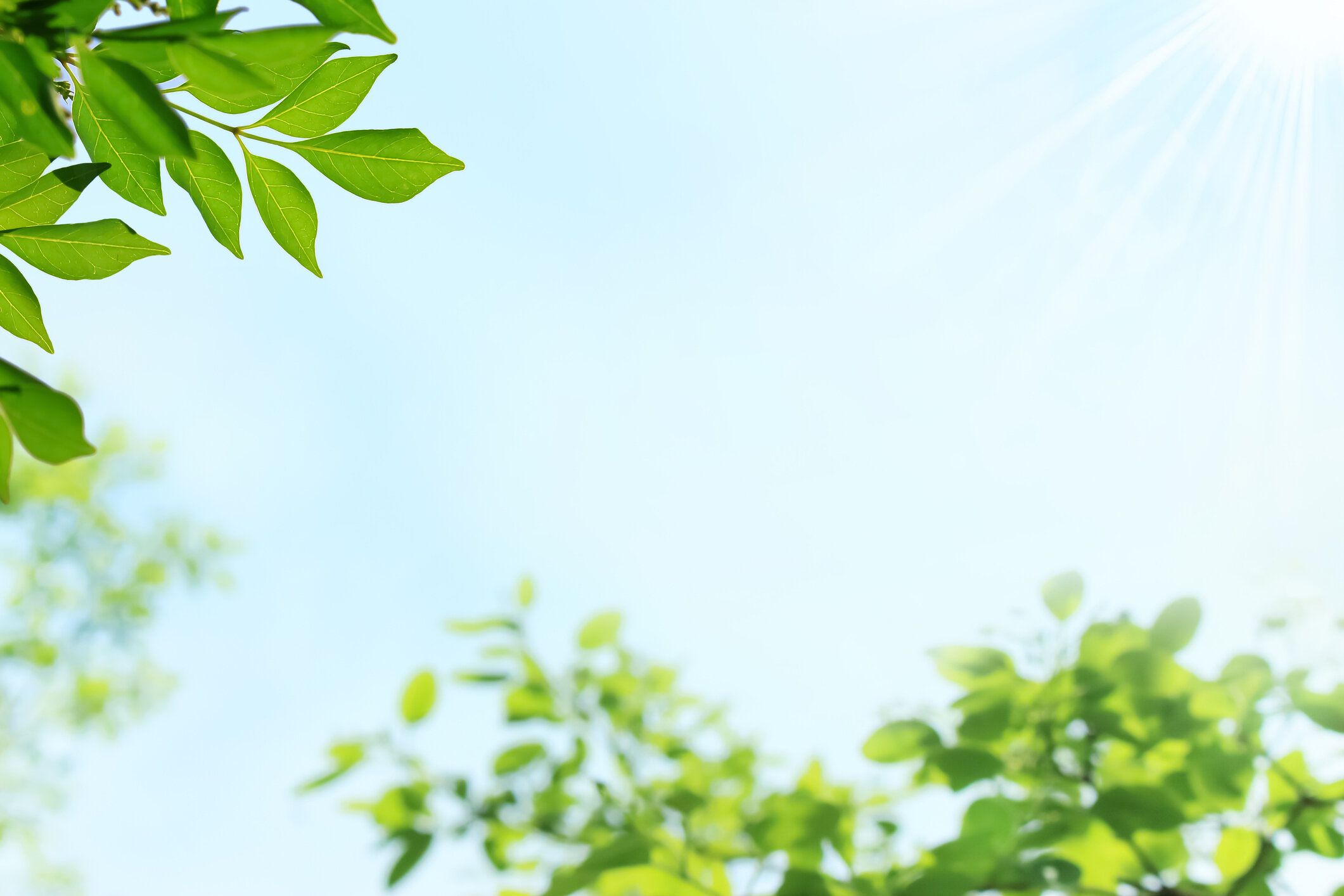 木の葉と青い空の爽やかなフレーム
