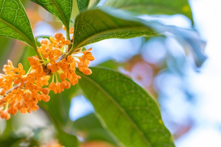 きんもくせいで健康づくりかわいい＆香り以外の魅力とは？