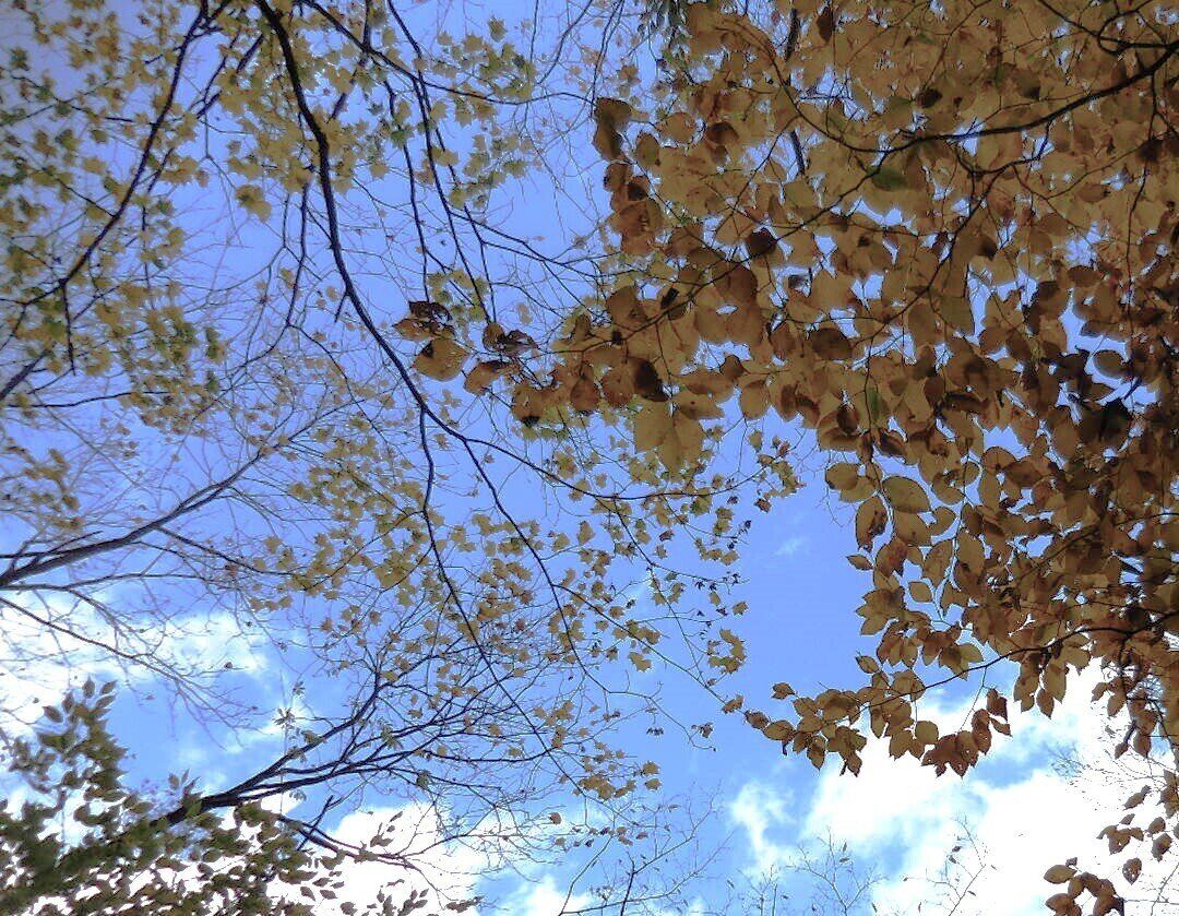 青空と紅葉と枯れ枝