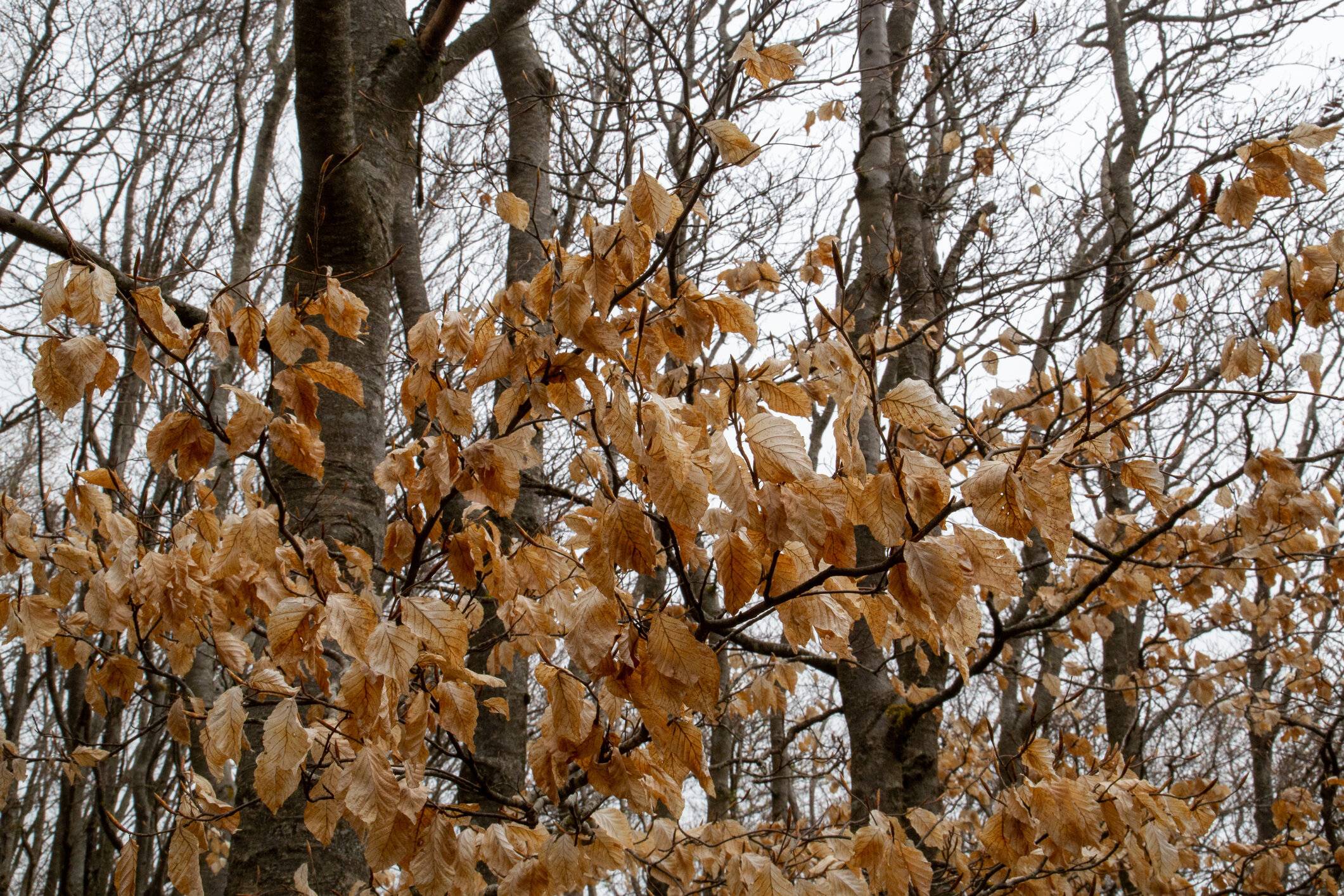 乾燥した葉を持つ秋の森の木