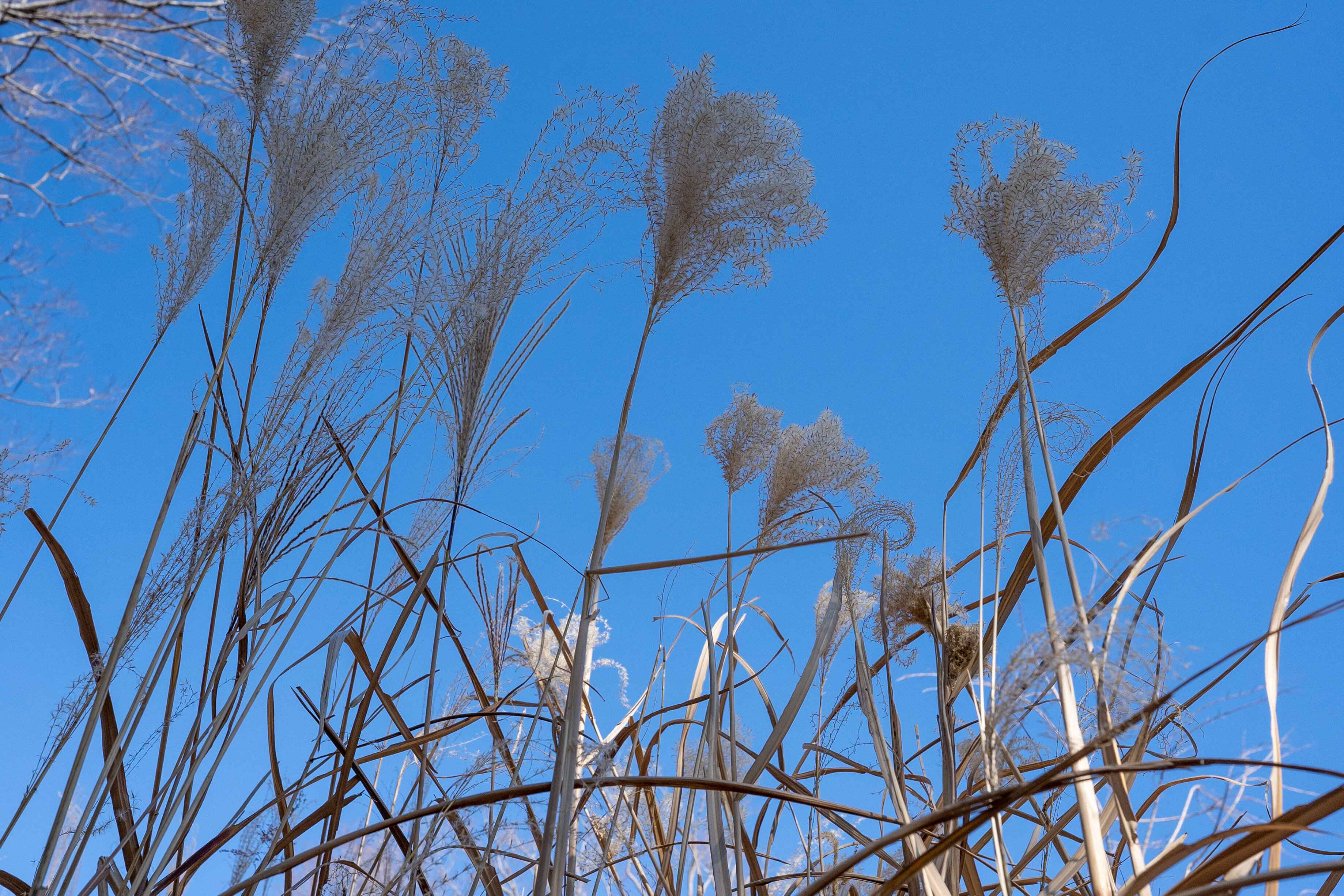 冬空に揺れる枯れたパンパス草