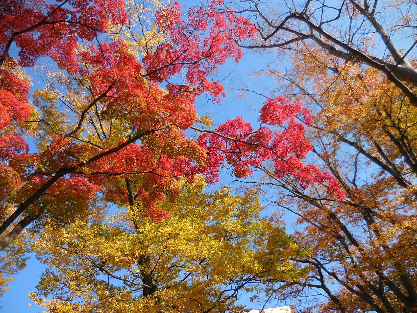 青空と紅葉