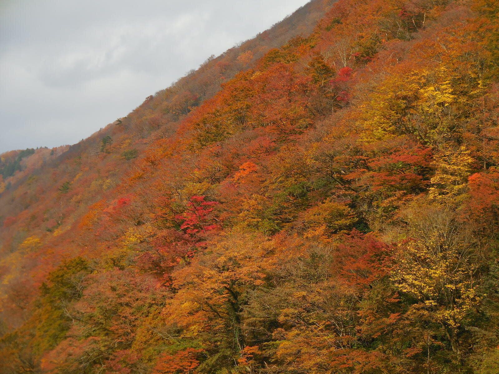 山の紅葉